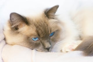 Illustration de l'article : 8 races de chats aux yeux bleus captivants