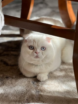 Illustration de l'article : 8 races de chats aux yeux bleus captivants