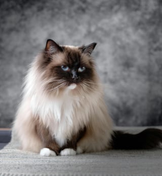 Illustration de l'article : 8 races de chats aux yeux bleus captivants