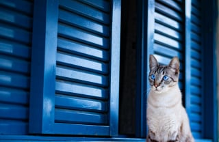 Illustration de l'article : 8 races de chats aux yeux bleus captivants