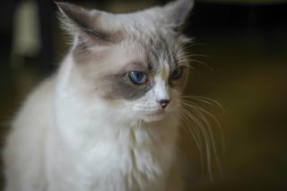 Illustration de l'article : 8 races de chats aux yeux bleus captivants