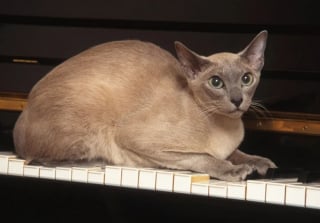 Illustration de l'article : 8 races de chats aux yeux bleus captivants