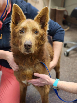 Illustration de l'article : Rescap&eacute; d&rsquo;un chenil abandonn&eacute; o&ugrave; 23 de ses cong&eacute;n&egrave;res n'ont pas surv&eacute;cu, un chien de tra&icirc;neau commence une nouvelle vie en famille d&rsquo;accueil