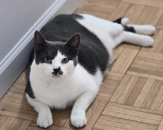 Illustration de l'article : Apr&egrave;s avoir perdu son propri&eacute;taire, une chatte met la crainte derri&egrave;re elle et devient la meilleure amie de son papa d&rsquo;accueil