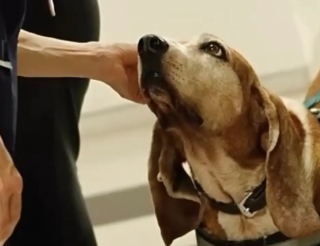 Illustration de l'article : Apr&egrave;s 7 ann&eacute;es de d&eacute;vouement &agrave; l'h&ocirc;pital, un chien de soutien &eacute;motionnel re&ccedil;oit une haie d'honneur pour sa retraite (vid&eacute;o)