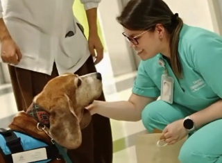Illustration de l'article : Apr&egrave;s 7 ann&eacute;es de d&eacute;vouement &agrave; l'h&ocirc;pital, un chien de soutien &eacute;motionnel re&ccedil;oit une haie d'honneur pour sa retraite (vid&eacute;o)