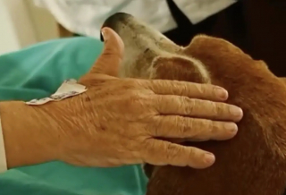 Illustration de l'article : Apr&egrave;s 7 ann&eacute;es de d&eacute;vouement &agrave; l'h&ocirc;pital, un chien de soutien &eacute;motionnel re&ccedil;oit une haie d'honneur pour sa retraite (vid&eacute;o)