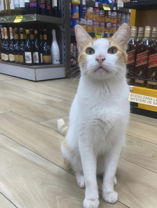 Illustration de l'article : Toujours posté devant un supermarché, ce chat malin guide les clients en toute courtoisie vers le rayon de nourriture pour félins (vidéo)