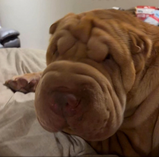Illustration de l'article : La disparition d'un Shar-Pei pendant l'accouchement de sa ma&icirc;tresse mobilise une dizaine de voisins qui le retrouvent au bout de 2 semaines