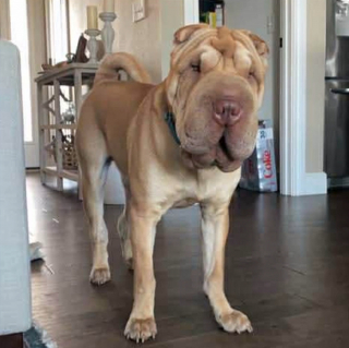 Illustration de l'article : La disparition d'un Shar-Pei pendant l'accouchement de sa ma&icirc;tresse mobilise une dizaine de voisins qui le retrouvent au bout de 2 semaines