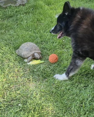 Illustration de l'article : Impatient de jouer &agrave; la balle, un Border Collie aboie sur une tortue de 60 ans qui pr&eacute;f&egrave;re manger (vid&eacute;o)