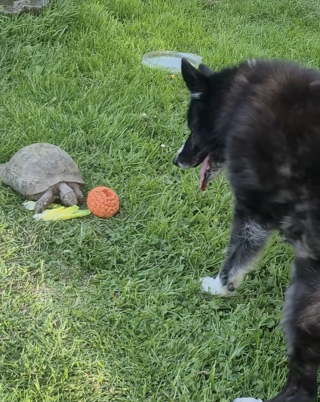 Illustration de l'article : Impatient de jouer &agrave; la balle, un Border Collie aboie sur une tortue de 60 ans qui pr&eacute;f&egrave;re manger (vid&eacute;o)