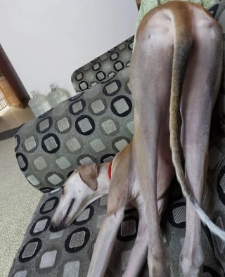 Illustration de l'article : 15 photos de chats et de chiens déjantés qui assument leurs postures insolites