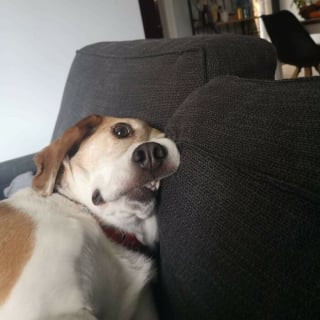 Illustration de l'article : 15 photos de chats et de chiens déjantés qui assument leurs postures insolites