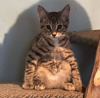 Illustration de l'article : 15 photos de chats et de chiens déjantés qui assument leurs postures insolites