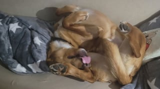 Illustration de l'article : 15 photos de chats et de chiens déjantés qui assument leurs postures insolites