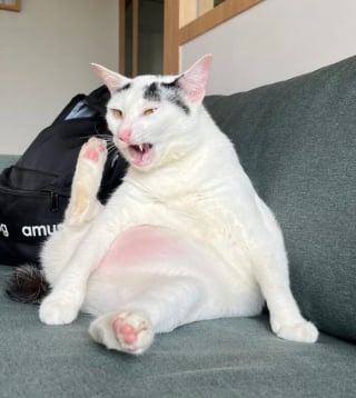 Illustration de l'article : 15 photos de chats et de chiens déjantés qui assument leurs postures insolites