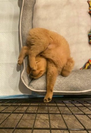 Illustration de l'article : 15 photos de chats et de chiens déjantés qui assument leurs postures insolites