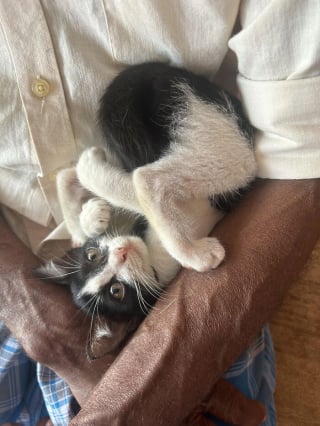 Illustration de l'article : 15 photos de chats et de chiens déjantés qui assument leurs postures insolites