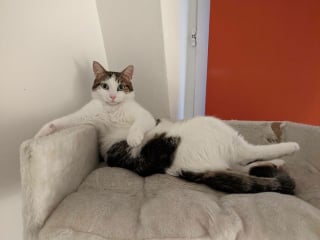 Illustration de l'article : 15 photos de chats et de chiens déjantés qui assument leurs postures insolites