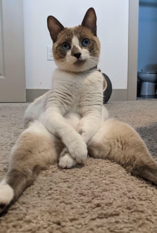 Illustration de l'article : 15 photos de chats et de chiens déjantés qui assument leurs postures insolites