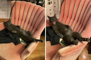 Illustration de l'article : 15 photos de chats et de chiens déjantés qui assument leurs postures insolites