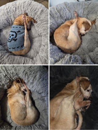 Illustration de l'article : 15 photos de chats et de chiens déjantés qui assument leurs postures insolites