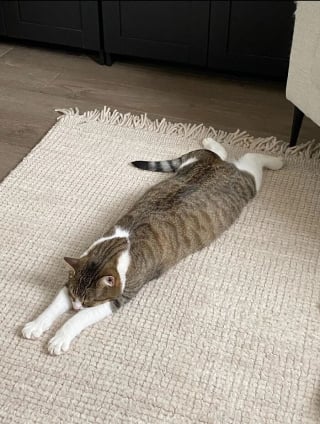 Illustration de l'article : 15 photos de chats et de chiens déjantés qui assument leurs postures insolites