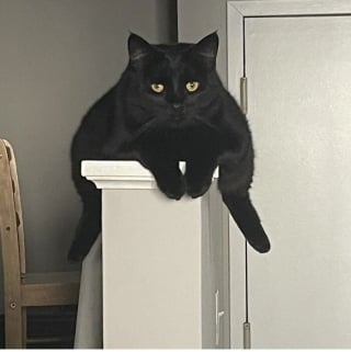 Illustration de l'article : 15 photos de chats et de chiens déjantés qui assument leurs postures insolites