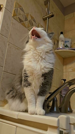 Illustration de l'article : 10 chats en pleine performance vocale qui se prennent pour des stars de la chanson