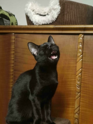 Illustration de l'article : 10 chats en pleine performance vocale qui se prennent pour des stars de la chanson