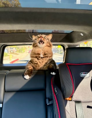 Illustration de l'article : 10 chats en pleine performance vocale qui se prennent pour des stars de la chanson