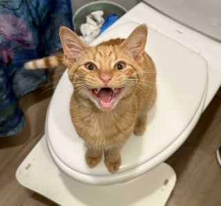 Illustration de l'article : 10 chats en pleine performance vocale qui se prennent pour des stars de la chanson