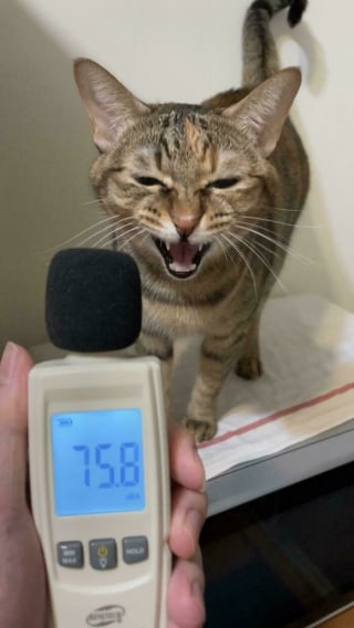 Illustration de l'article : 10 chats en pleine performance vocale qui se prennent pour des stars de la chanson