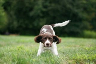 Illustration de l'article : Pourquoi votre chien s'&eacute;tire-t-il quand vous rentrez ?