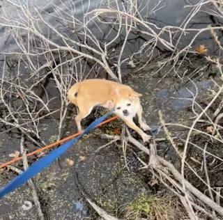 Illustration de l'article : Une chienne Chihuahua âgée trouvée seule dans un parc voit sa vie transformée par une famille d’accueil dévouée (vidéo)