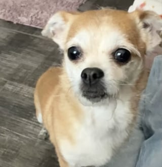 Illustration de l'article : Une chienne Chihuahua âgée trouvée seule dans un parc voit sa vie transformée par une famille d’accueil dévouée (vidéo)