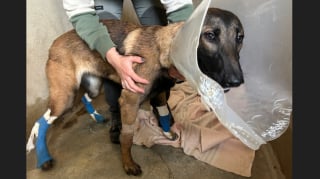 Illustration de l'article : &laquo; Je n'en dors plus &raquo;, apr&egrave;s avoir tra&icirc;n&eacute; un Malinois derri&egrave;re sa voiture &agrave; Reims, le conducteur est finalement relax&eacute; par la justice