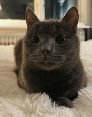 Illustration de l'article : Cette attachante chatte grise attend chaque soir sa propri&eacute;taire &agrave; la fen&ecirc;tre et reste immobile jusqu&rsquo;&agrave; son retour (vid&eacute;o)