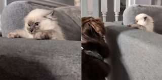 Illustration de l'article : Ne sachant pas trop comment r&eacute;agir en rencontrant le chien de la famille, ce chaton engage un adorable jeu de cache-cache (vid&eacute;o)