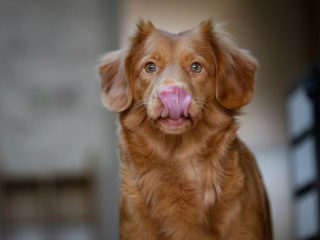 Illustration de l'article : Une &eacute;tude sugg&egrave;re que nourrir son chien une seule fois par jour peut contribuer &agrave; le maintenir en meilleure sant&eacute;