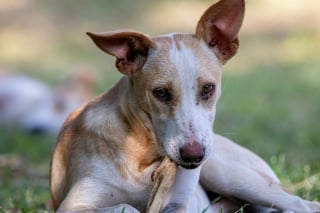 Illustration de l'article : Pouvez-vous donner un os cuit &agrave; votre chien ?