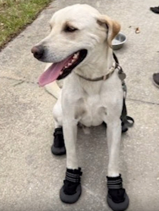 Illustration de l'article : Un policier voit un chien peinant à marcher sur le bitume brûlant et lui offre des bottes de protection (vidéo)