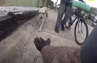 Illustration de l'article : Un policier voit un chien peinant à marcher sur le bitume brûlant et lui offre des bottes de protection (vidéo)