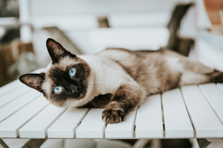 Illustration de l'article : Pourquoi votre chat roucoule-t-il ?