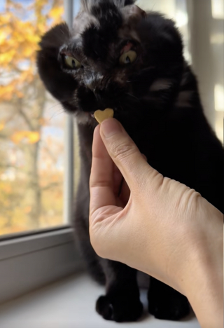 Illustration de l'article : &laquo; Ma survivante, br&ucirc;l&eacute;e par son ancien propri&eacute;taire &raquo;, cette chatte d&eacute;figur&eacute;e conna&icirc;t enfin le bonheur au quotidien (vid&eacute;o)