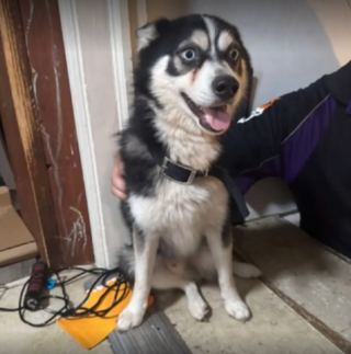 Illustration de l'article : Un policier d&eacute;termin&eacute; &agrave; sauver le chien d'une famille kidnapp&eacute; parvient &agrave; le retrouver et d&eacute;joue une tentative d'extorsion