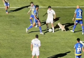 Illustration de l'article : Un chiot fugueur de 7 mois retrouve sa ma&icirc;tresse apr&egrave;s une apparition surprise dans un match de football (vid&eacute;o)