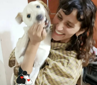 Illustration de l'article : Un chiot fugueur de 7 mois retrouve sa ma&icirc;tresse apr&egrave;s une apparition surprise dans un match de football (vid&eacute;o)