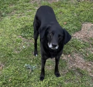 Illustration de l'article : Lorsque son Labrador refuse de jouer &agrave; la balle, son chat prend le relais avec enthousiasme (vid&eacute;o)